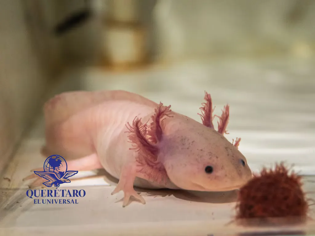 El BioMuseo Xolotlcalli alberga ajolotes en peligro de extinción.