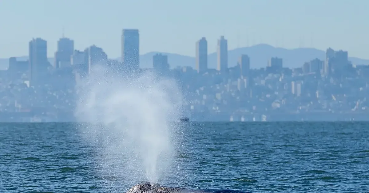 El tráfico marítimo mortal agrava la situación de las ballenas grises en la Bahía de San Francisco.