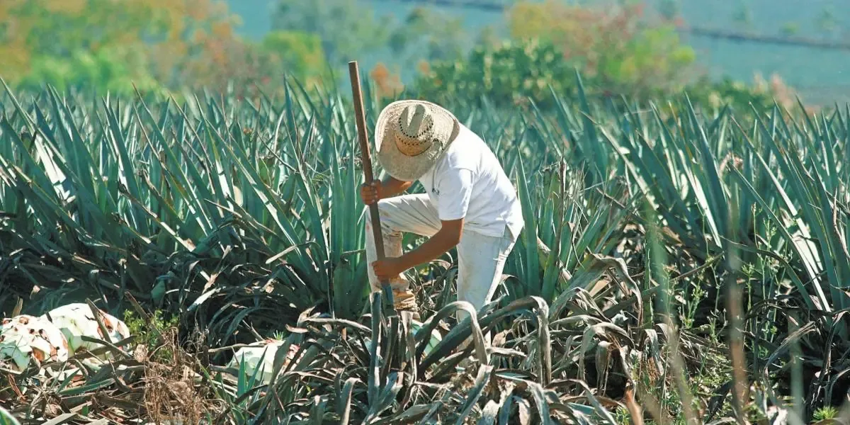 La combinación de sequía, precios y costos de producción llevan al sector agropecuario a una situación crítica.