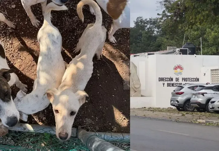 El Centro de Bienestar Animal de Cancún reabre con nuevas medidas de seguridad.