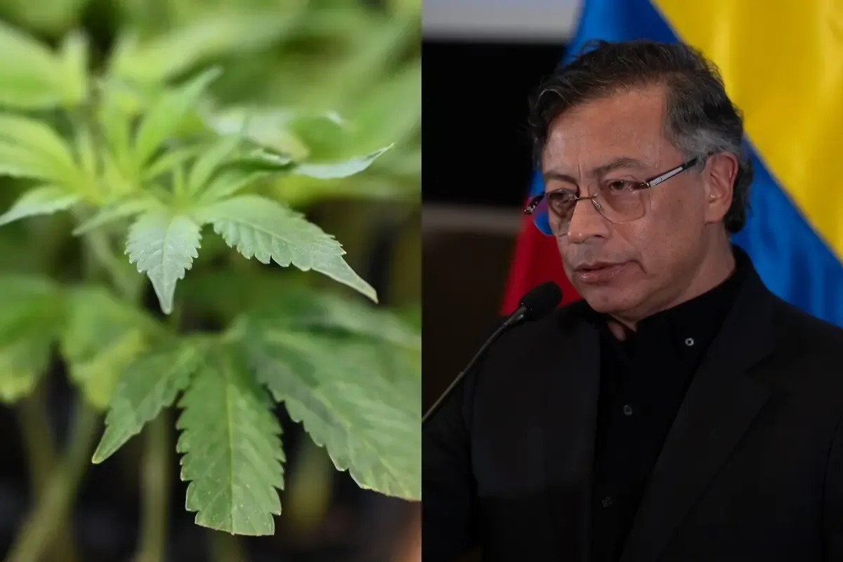 El crecimiento de los cultivos ilícitos genera críticas a la política de paz del gobierno colombiano.