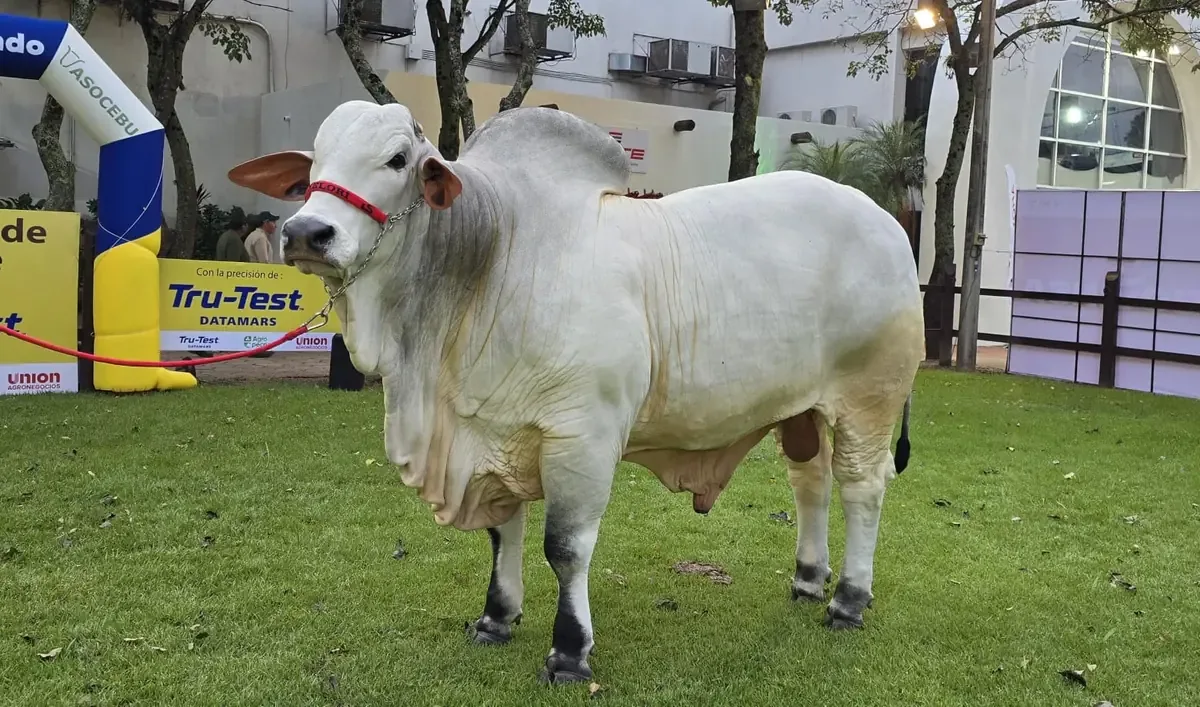 El ejemplar de la cabaña Nelorí marca un récord en la feria cebuina de Bolivia.