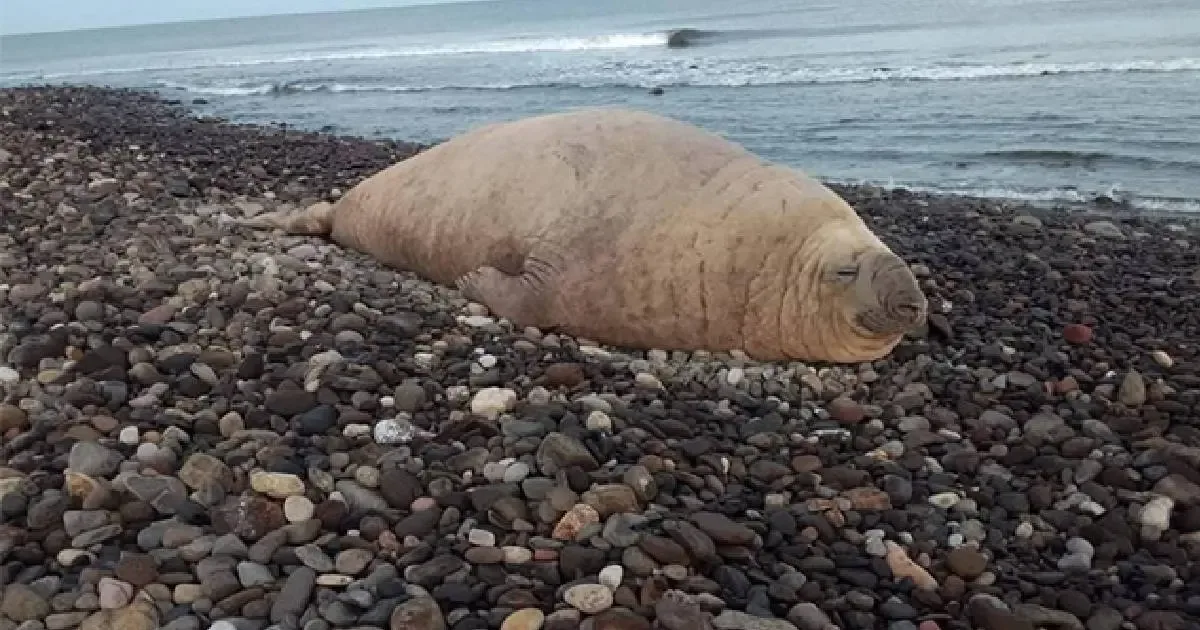 El elefante marino "Panchito" es avistado nuevamente en las playas de Nayarit.