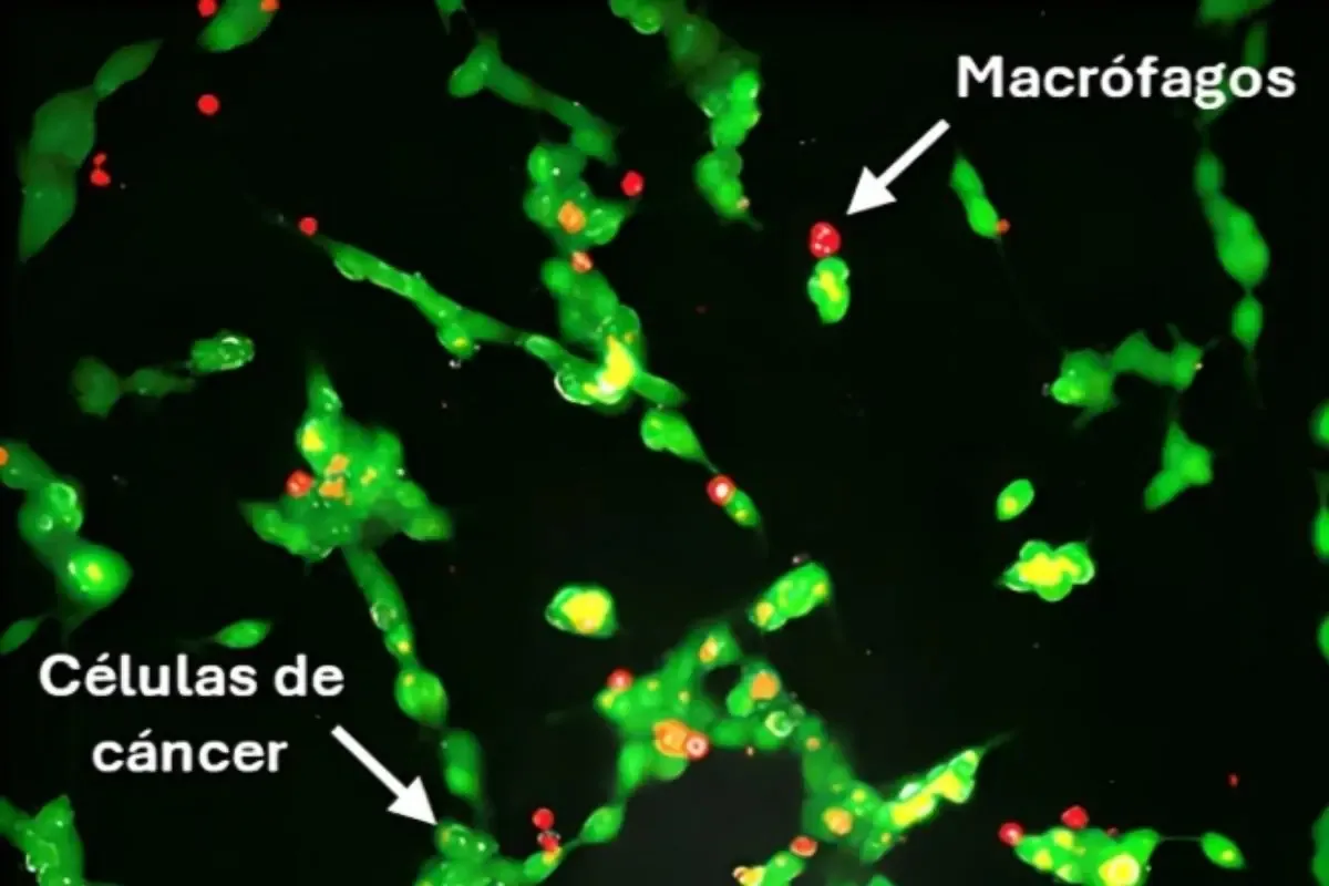 El equipo de investigadores de la UPM presenta su innovador tratamiento contra el neuroblastoma.