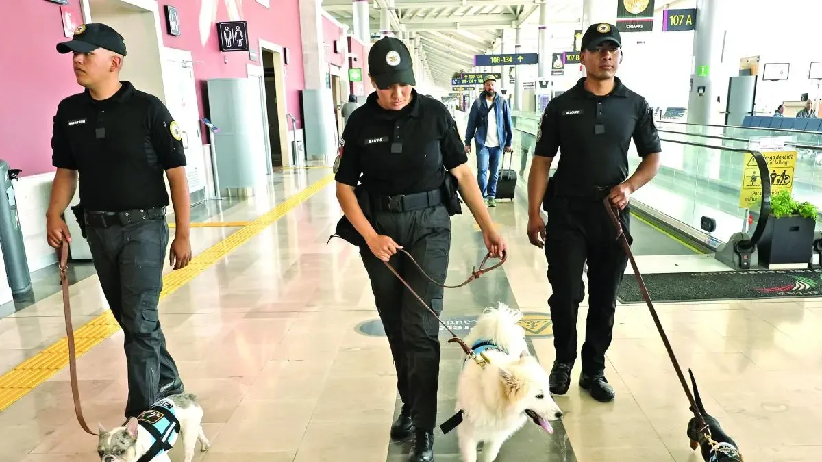 El Escuadrón Canino del AIFA presenta a Mamut, un bulldog francés en acción.