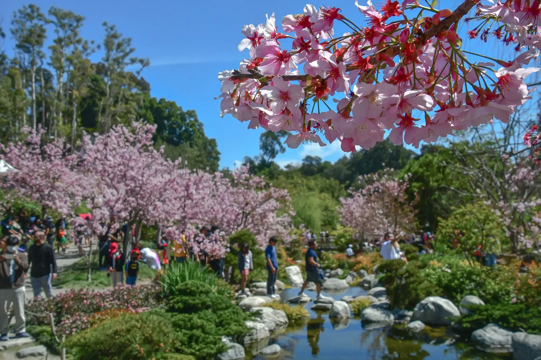 "El Festival de Flores de Cerezos en Balboa Park atraerá a miles de visitantes."