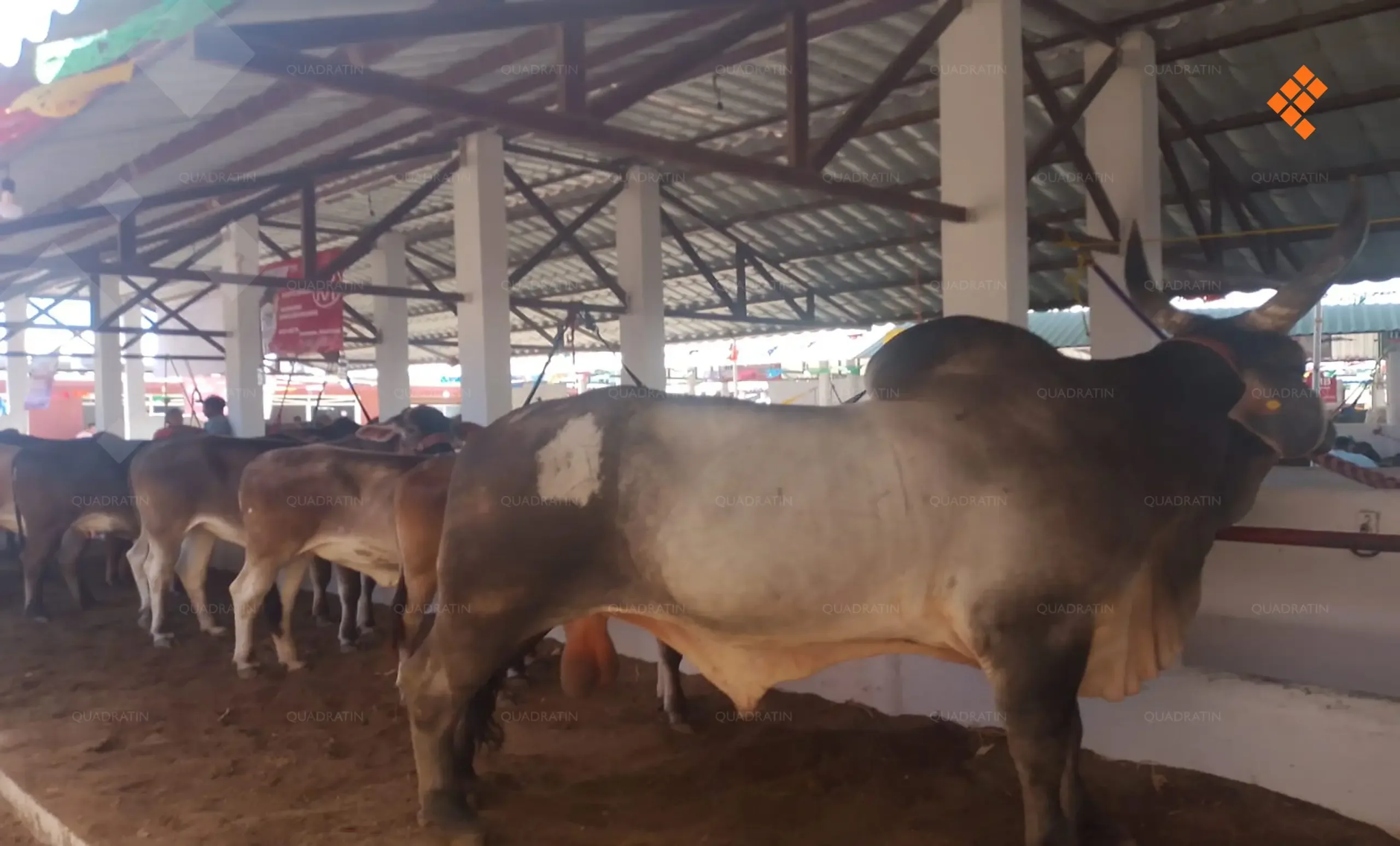 "El ganado en Ometepec enfrenta una crisis por el gusano barrenador."