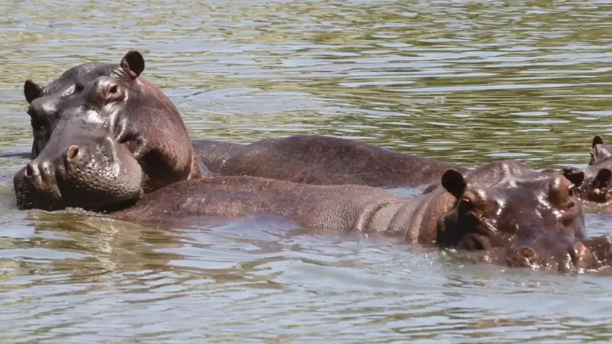 El Gobierno colombiano aclara que no se autorizó el envío de hipopótamos a México en medio de la crisis ambiental generada por esta especie.
