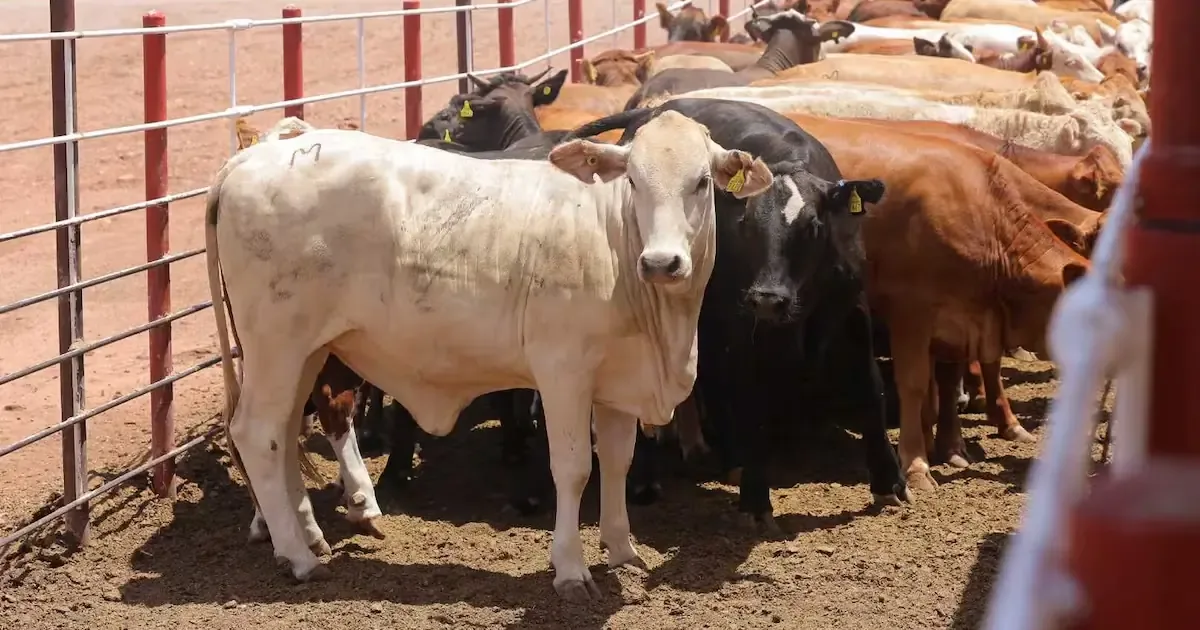Investigadores advierten que erradicar la plaga del gusano barrenador es inviable; el país deberá aprender a convivir con ella.