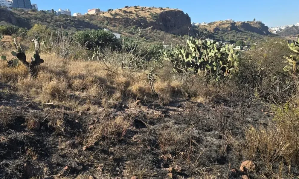 El incendio causó la destrucción de flora y fauna en esta área natural.