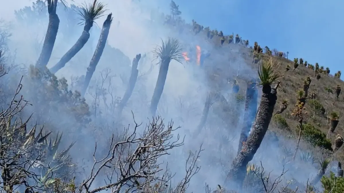 El incendio en Tamaulipas afecta un ecosistema vital en medio de sequías y altas temperaturas.