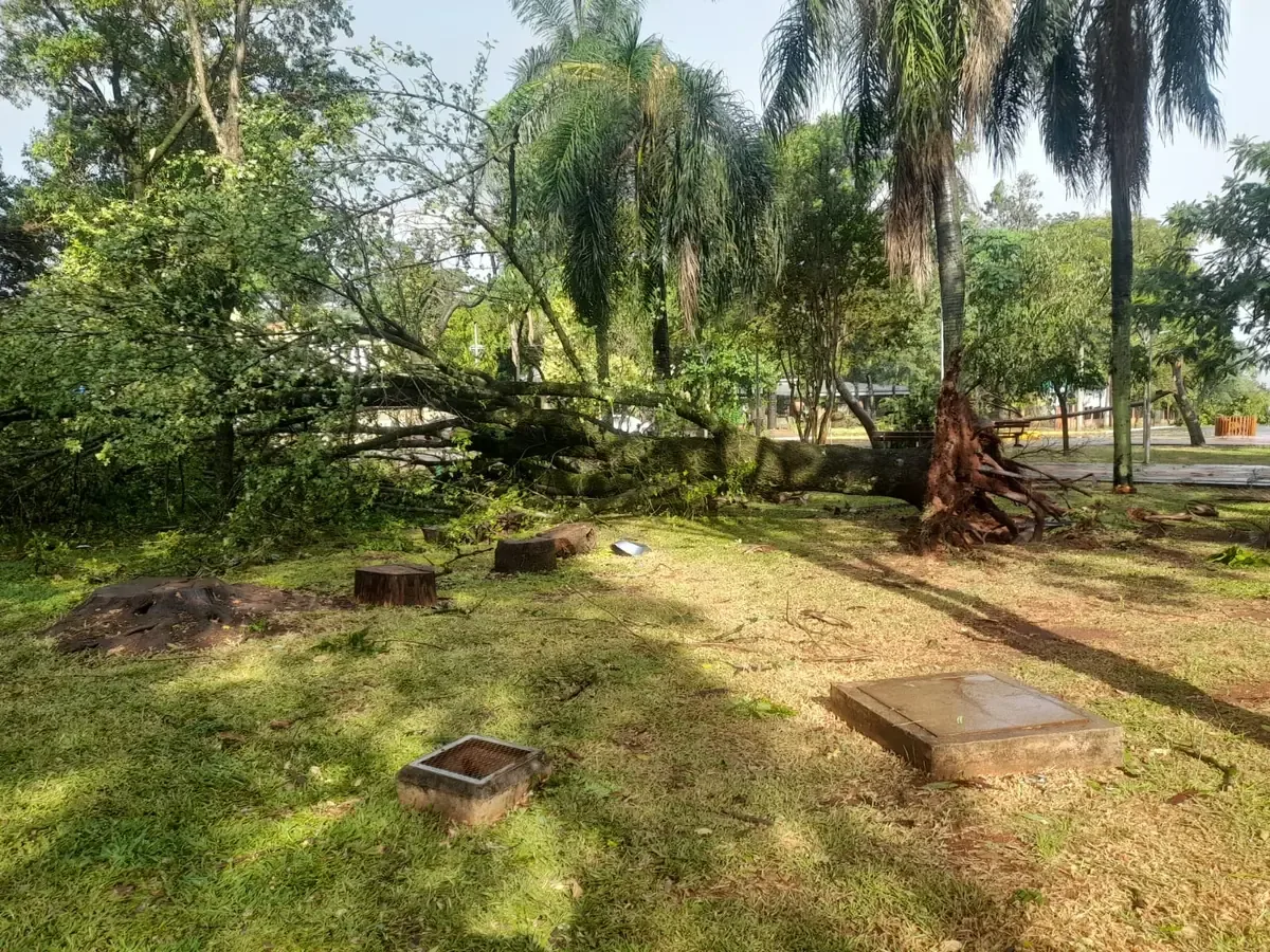 El inesperado fenómeno meteorológico causó caídas de árboles y problemas eléctricos en el municipio.