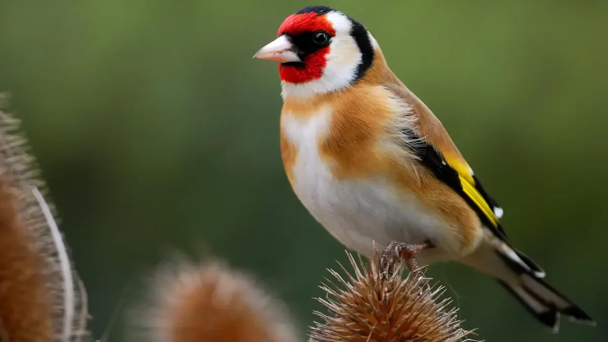 La selección destaca la importancia de proteger hábitats para aves amenazadas.