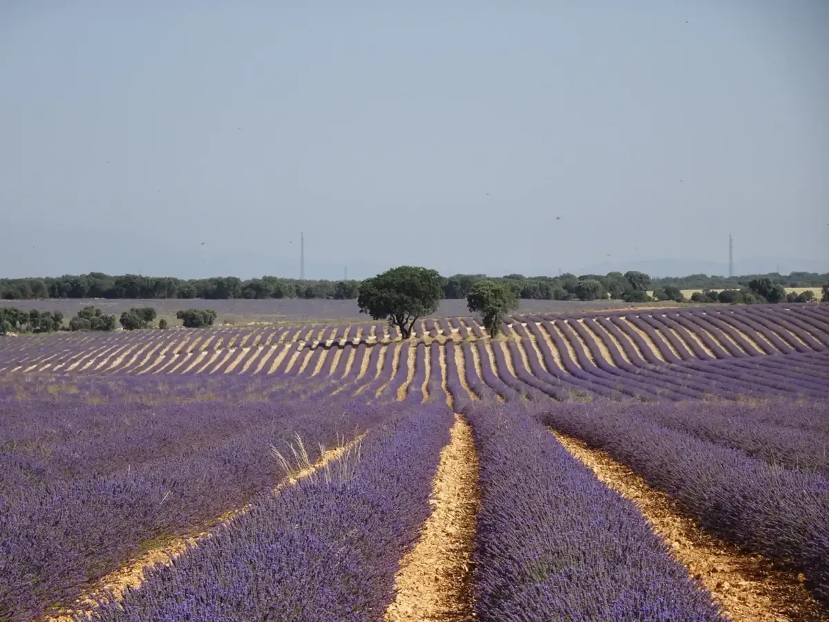 Descubre un destino cercano para disfrutar del aroma y la belleza natural de la lavanda.