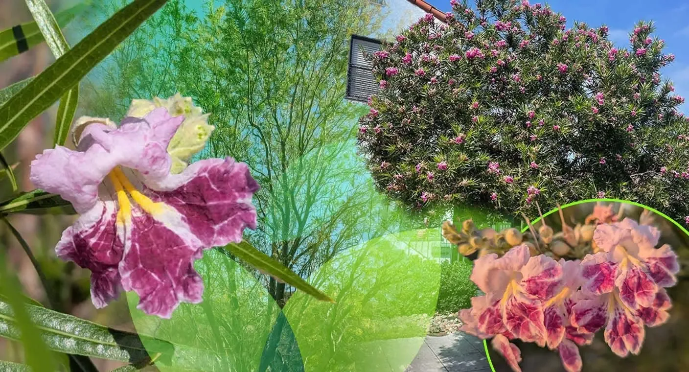 El mimbre, un árbol florido y útil para el ambiente urbano de Hermosillo.