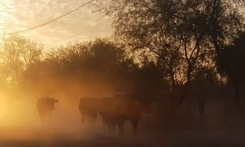 Los efectos del fenómeno climático podrían afectar cosechas y elevar precios de alimentos.