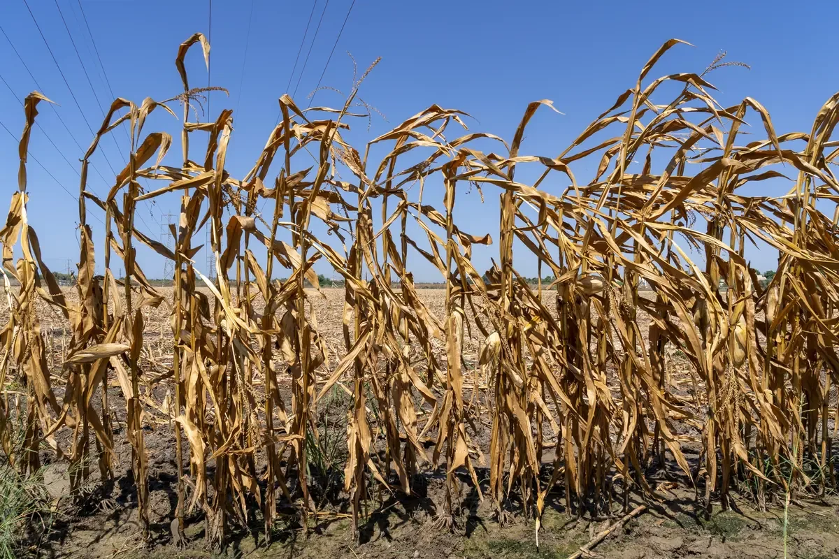 El fenómeno climático amenaza con incrementar la inseguridad alimentaria en Guatemala.