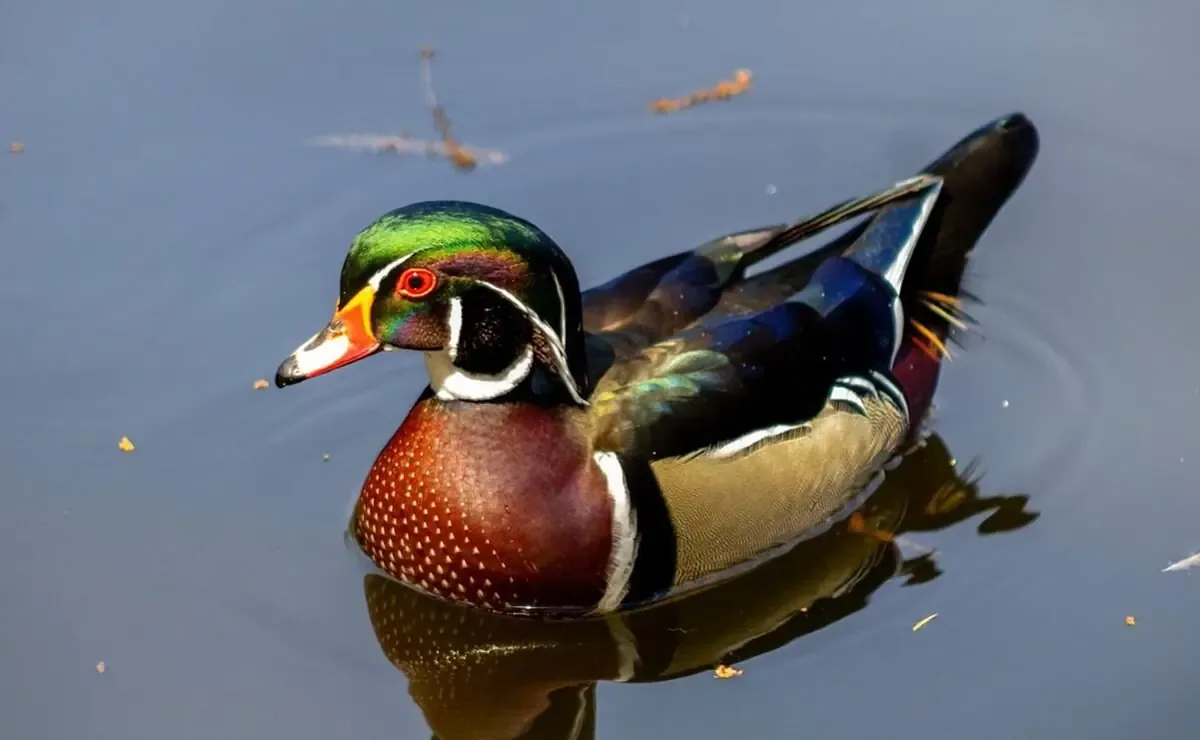 El Pato Arcoíris, una especie rara, visita la CDMX, destacando la salud del ecosistema local.