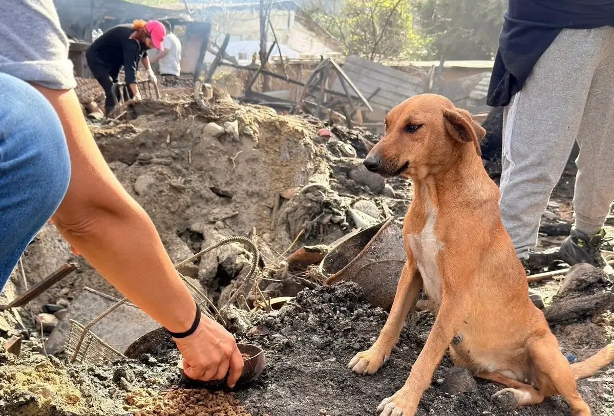 El perrito 'Bluey' bajo cuidado veterinario tras el incendio en Tijuana.