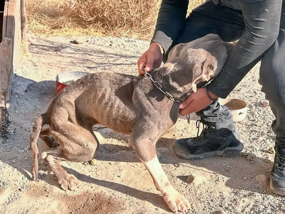 "El perrito rescatado por el IMPA de El Marqués en estado crítico."