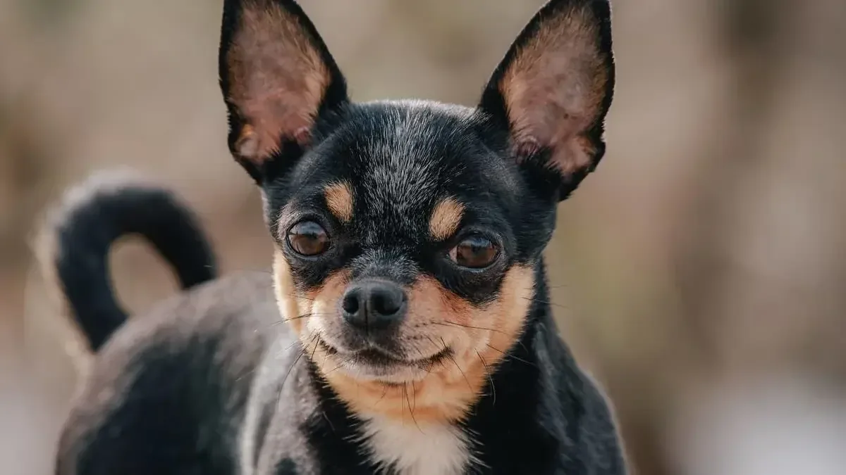 Un Chihuahua-dachshund que imita a Cristiano Ronaldo cautiva a millones de usuarios en redes.