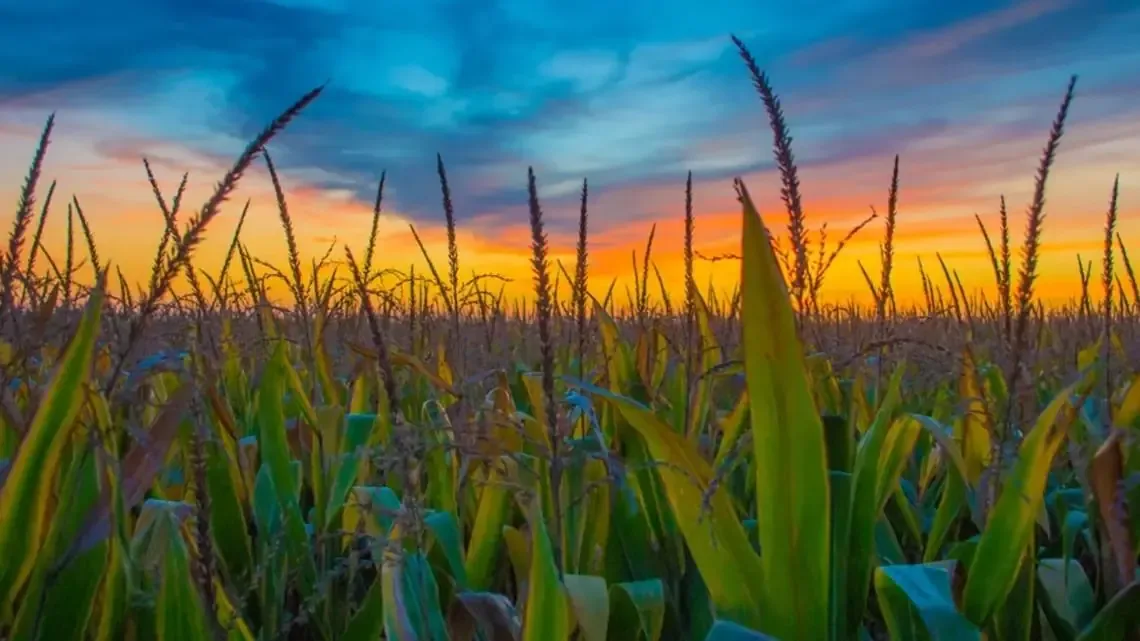 El programa de visas H-2A se convierte en esencial para la agricultura de Illinois, facilitando el acceso a mano de obra extranjera.
