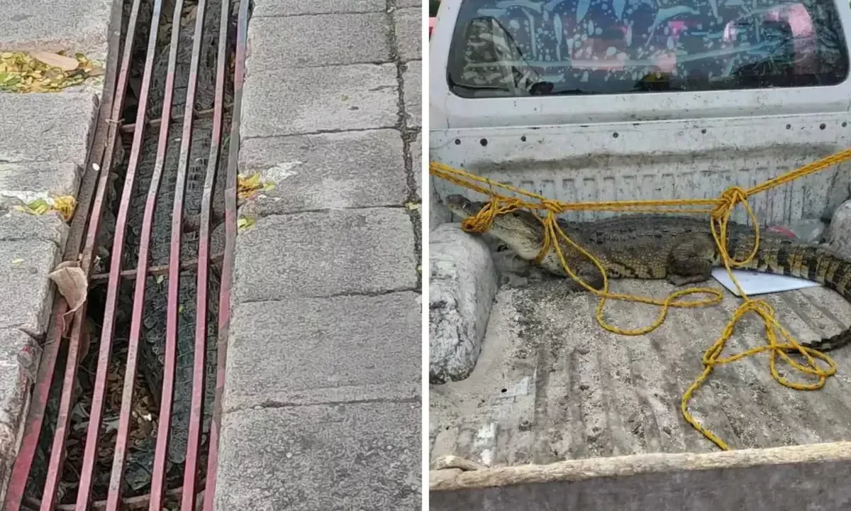 El reptil fue liberado tras un operativo de rescate por autoridades locales ante el riesgo de su vida.