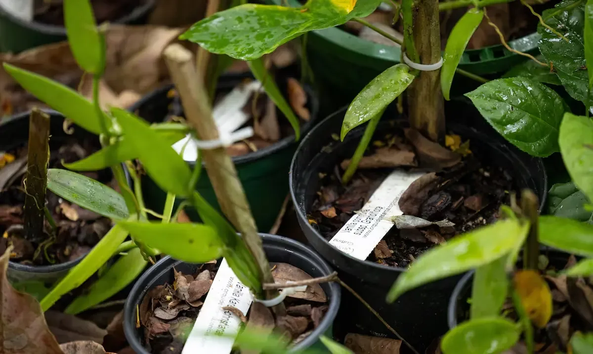 Un grupo impulsores busca recuperar la industria de la vainilla en la isla, generando desarrollo agrícola y turístico.