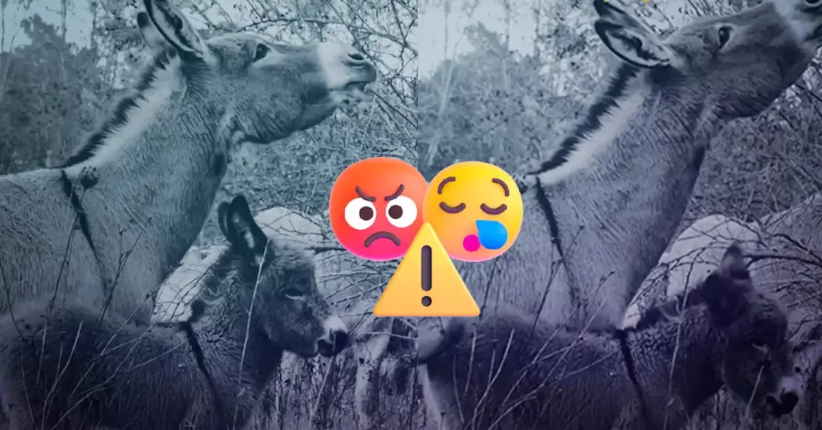 El santuario denuncia la muerte de 15 burros y la falta de protección legal.