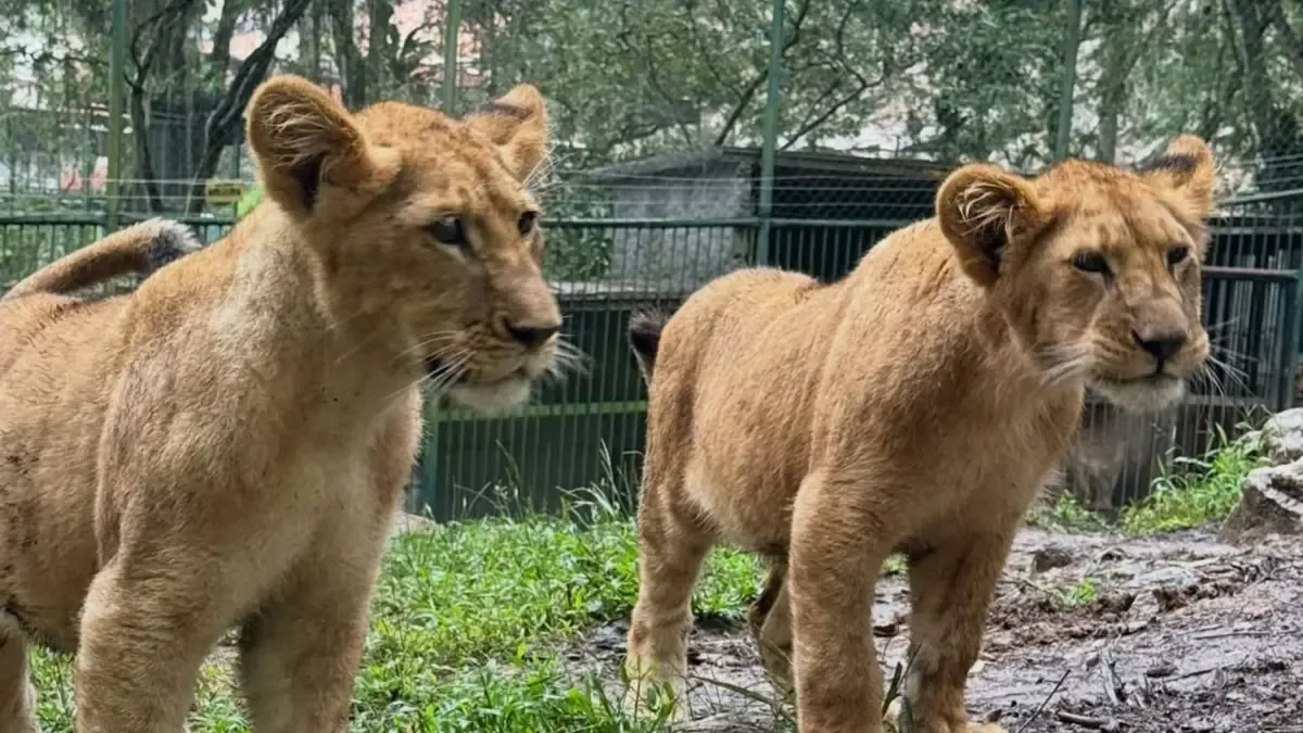 El zoológico comparte avances en el desarrollo de tres cachorros de león blanco.