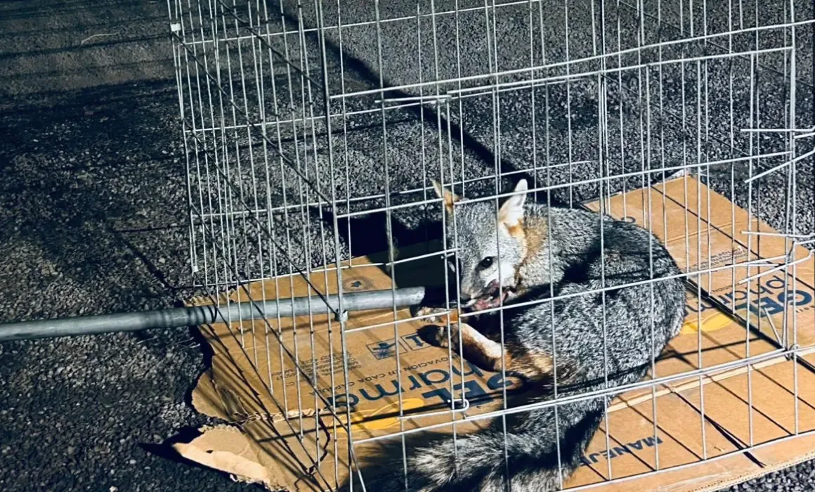 El zorro gris rescatado ahora recibe cuidado en laUnidad de Rehabilitación de Fauna Silvestre.