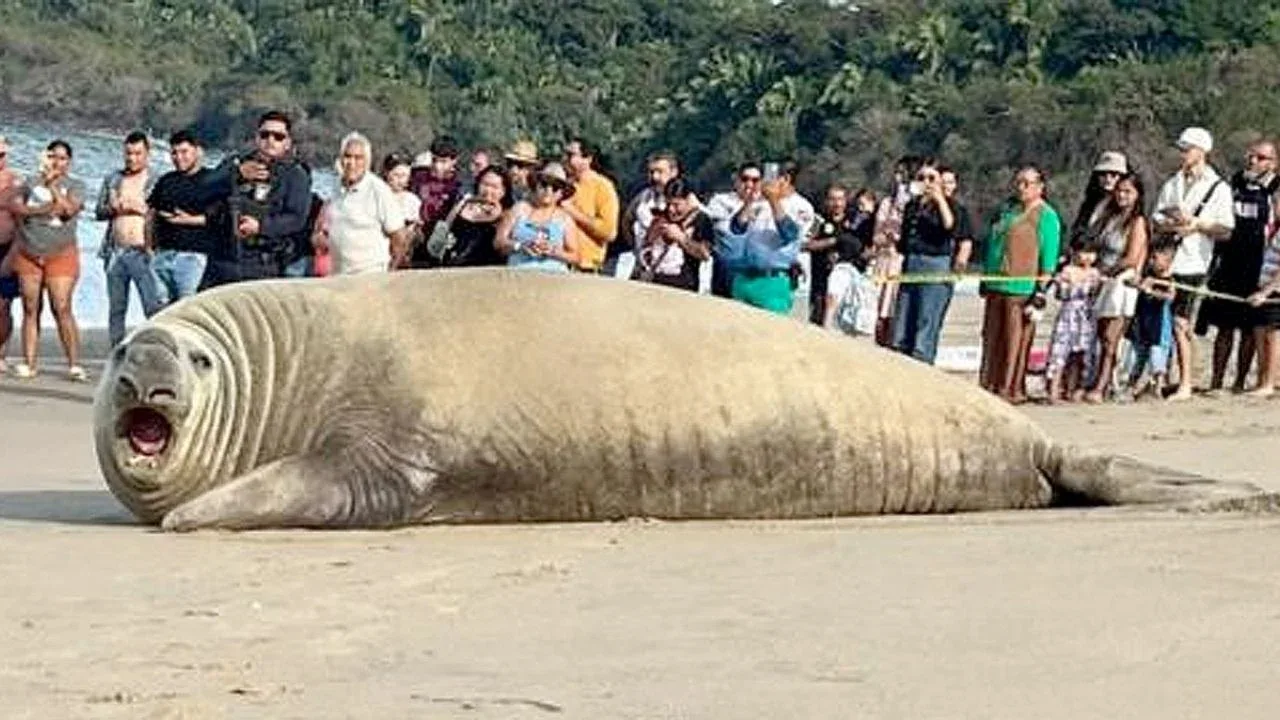 Elefante marino recostado en la playa Los Ayala, Nayarit.