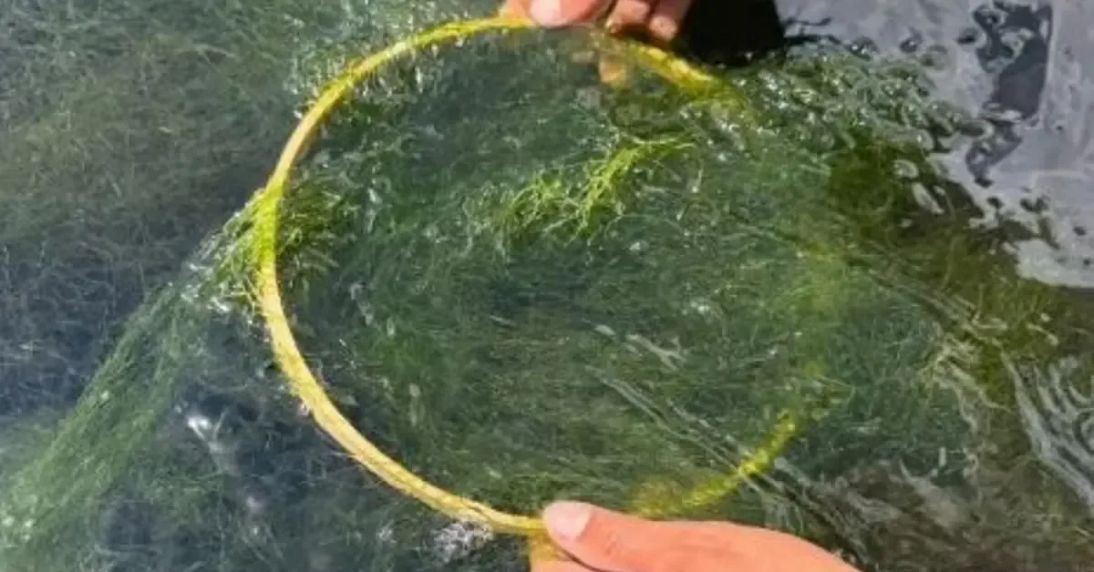 La artista cubana explora la resiliencia humana a través de elementos naturales.