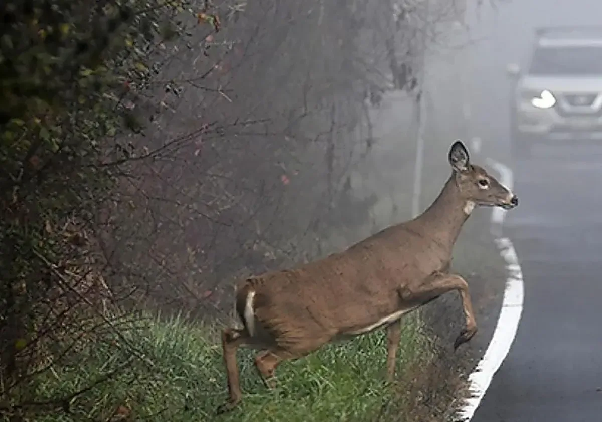 En 2025 se registraron 2,643 accidentes con fauna en León, mostrando un preocupante aumento de siniestros.