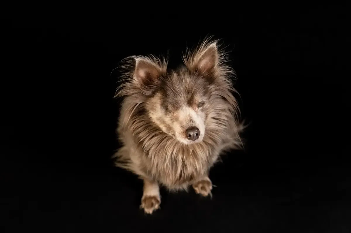 La historia de Mocha y Donna James inspira a su comunidad y muestra el poder de la conexión entre animales y humanos.