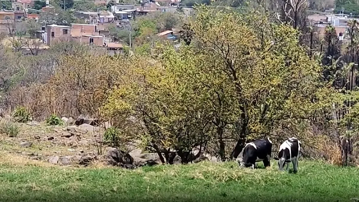 Guerreros Buscadores de Jalisco hallan cuerpos en una zona de inhumación clandestina, lo que aumenta la preocupación por la seguridad en la región.