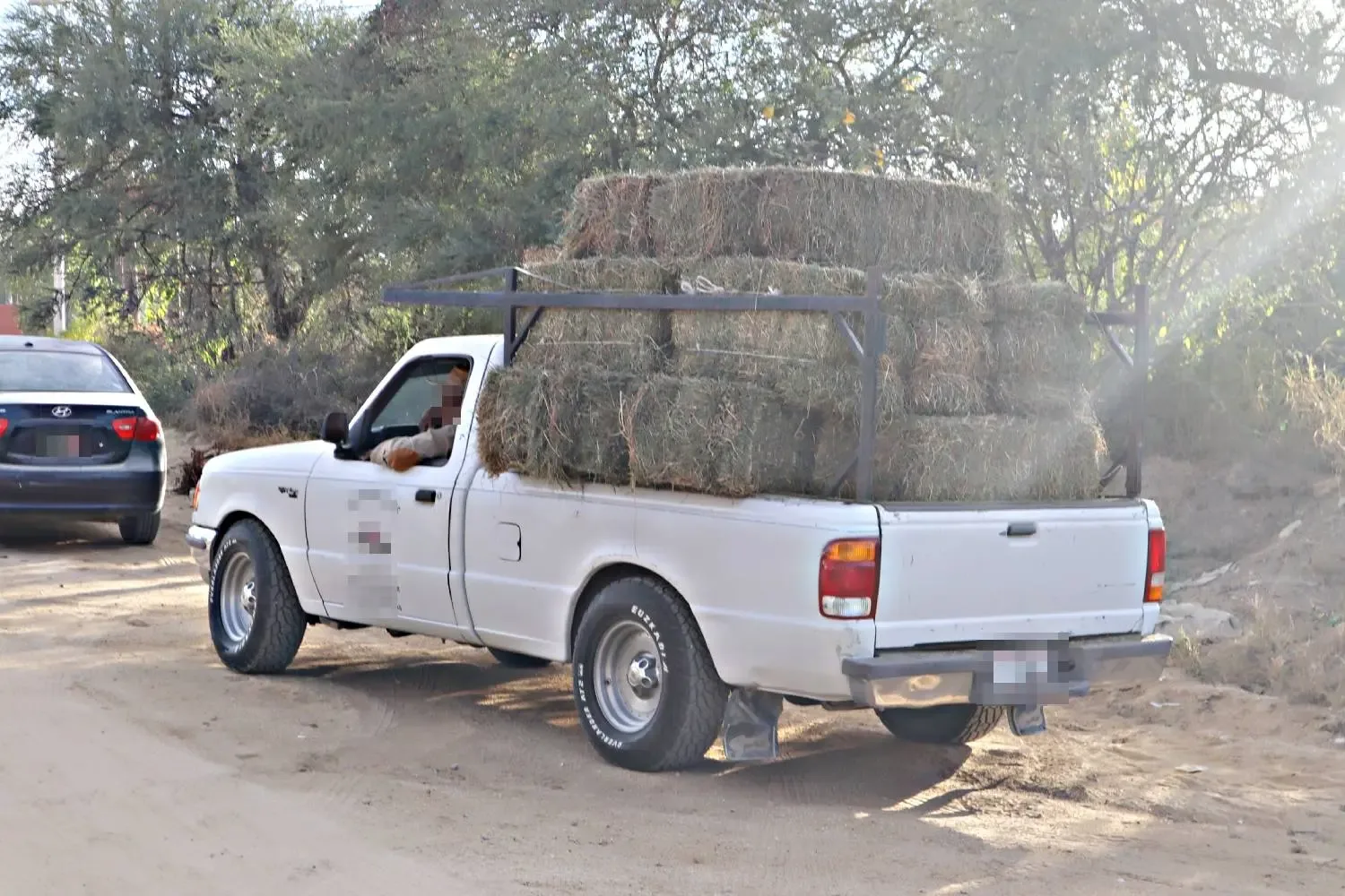 Entrega de alfalfa a ganaderos en Santa Anita por el Ayuntamiento de Los Cabos.