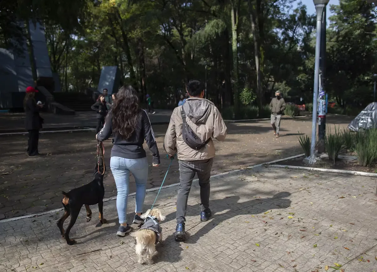La situación de los perros envenenados genera alarma entre los dueños y paseadores en la Condesa.