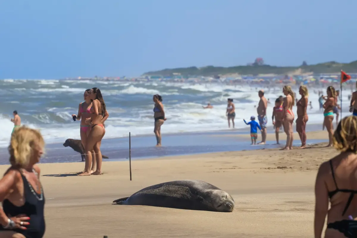 Especialistas investigan su presencia inusual y riesgos para la especie.
