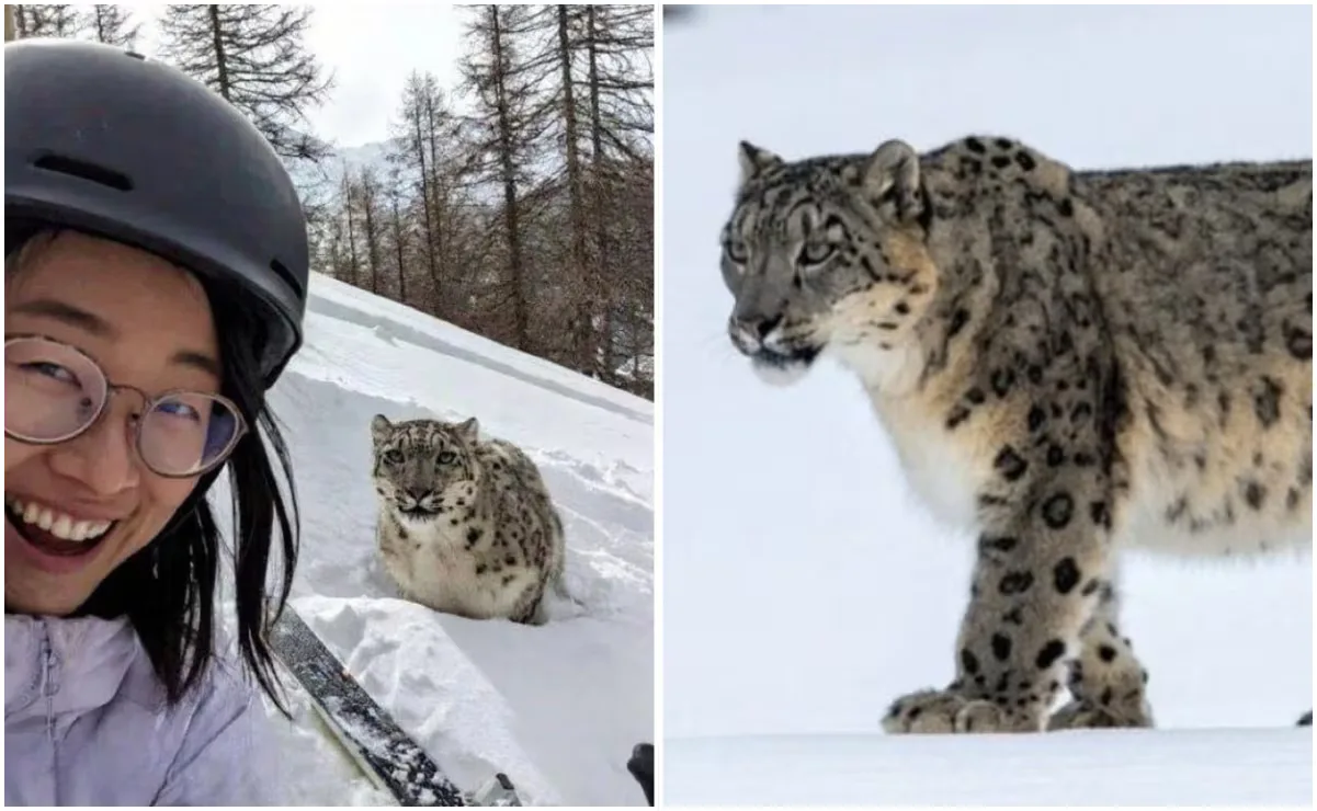 Esquiadora herida tras ser atacada por un leopardo de las nieves.