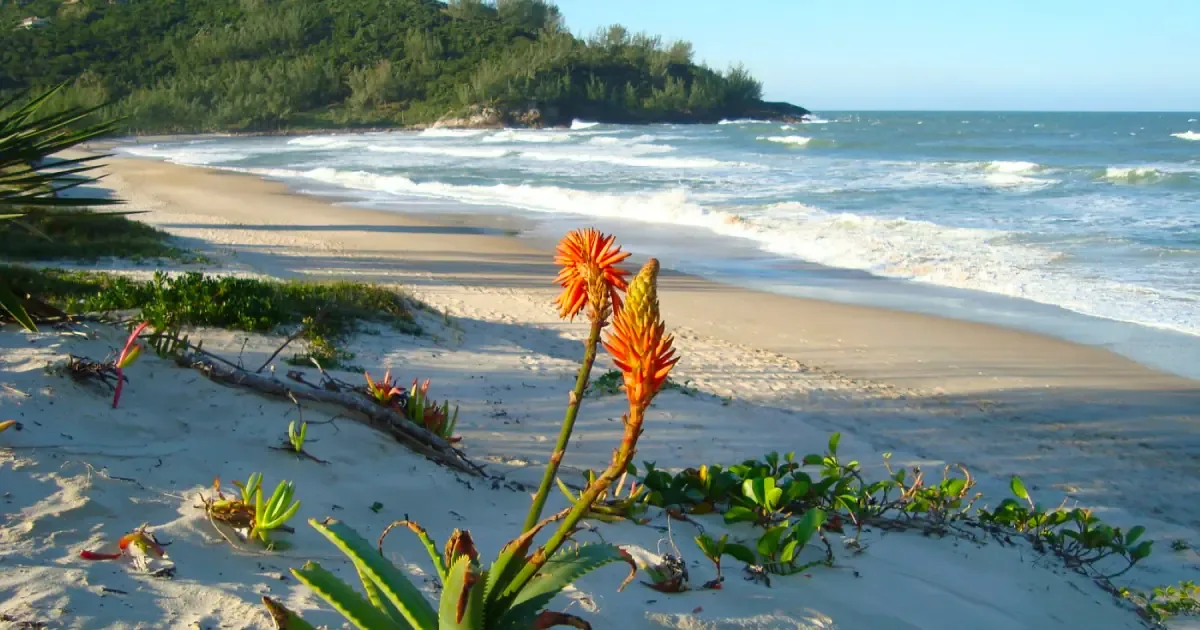 Esta joya en Santa Catarina ofrece naturaleza, surf y tranquilidad lejos del bullicio urbano.
