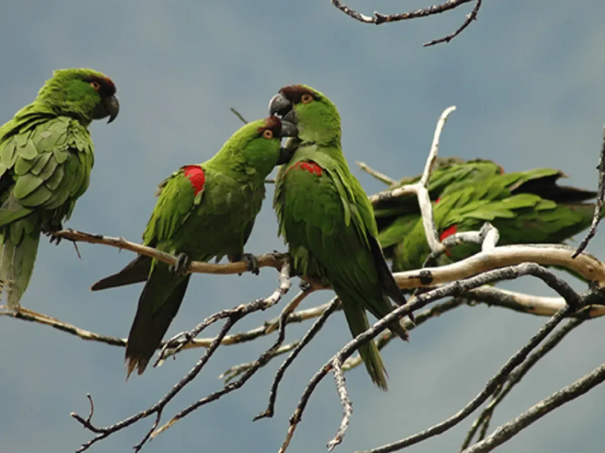 Esta ruta ecológica promueve la conservación de aves y potencia el turismo en Coahuila y Nuevo León.