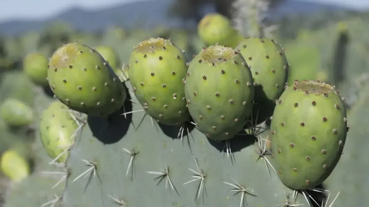 La producción de tuna en el Edomex es crucial para la agricultura local y nacional.