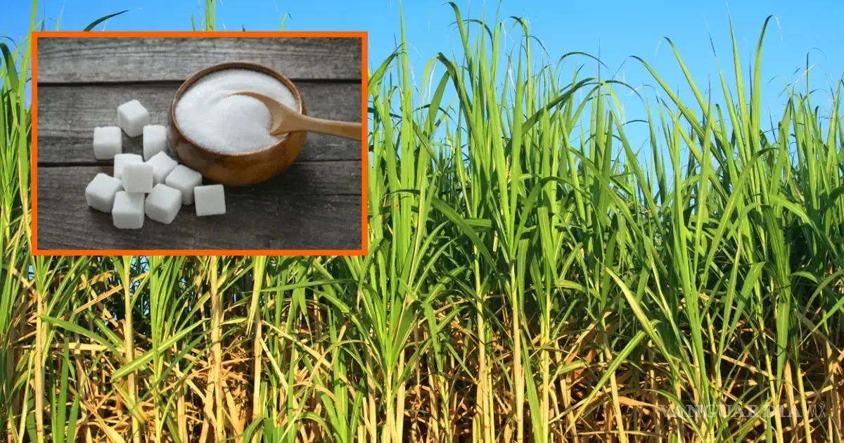 La demanda estadounidense de caña de azúcar mexicana crece, beneficiando a productores del país.