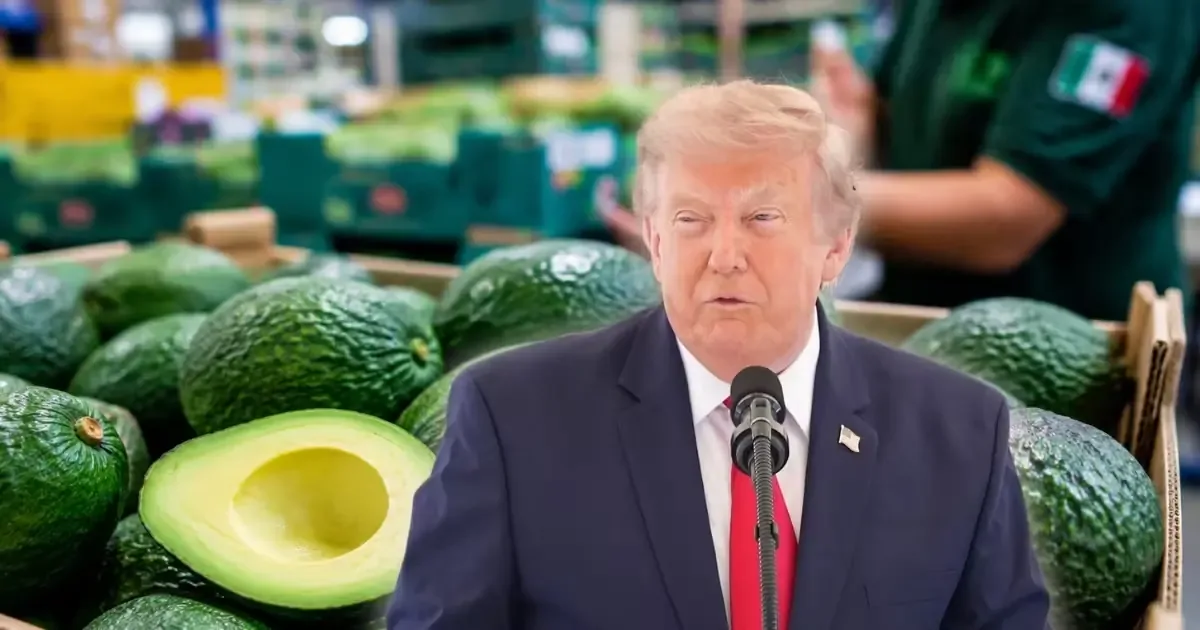 La suspensión en los embarques de aguacate afecta a la industria agrícola en Michoacán.