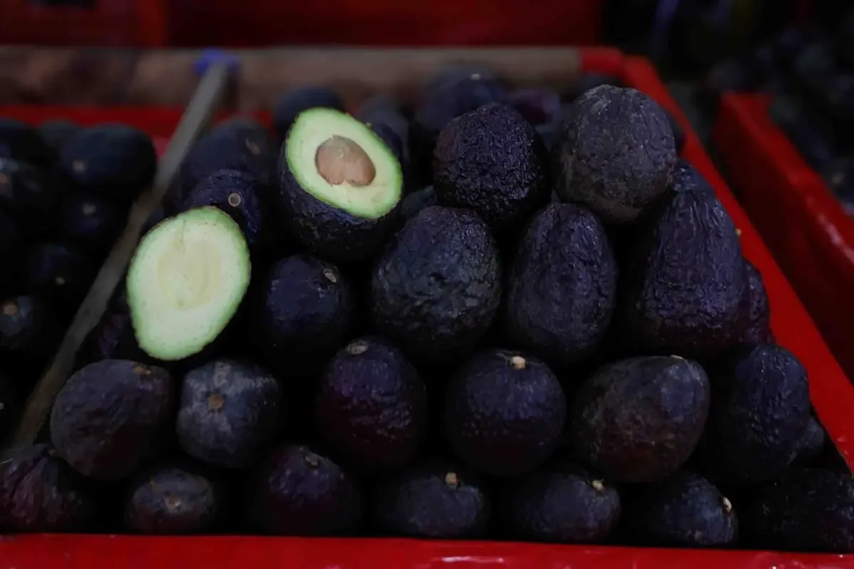 La reanudación de la exportación de aguacate beneficiará a los productores michoacanos tras coordinar medidas de seguridad.