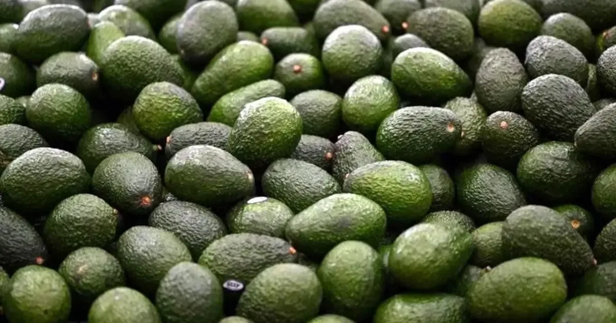 La reanudación de actividades busca garantizar la seguridad del comercio agrícola entre México y Estados Unidos.