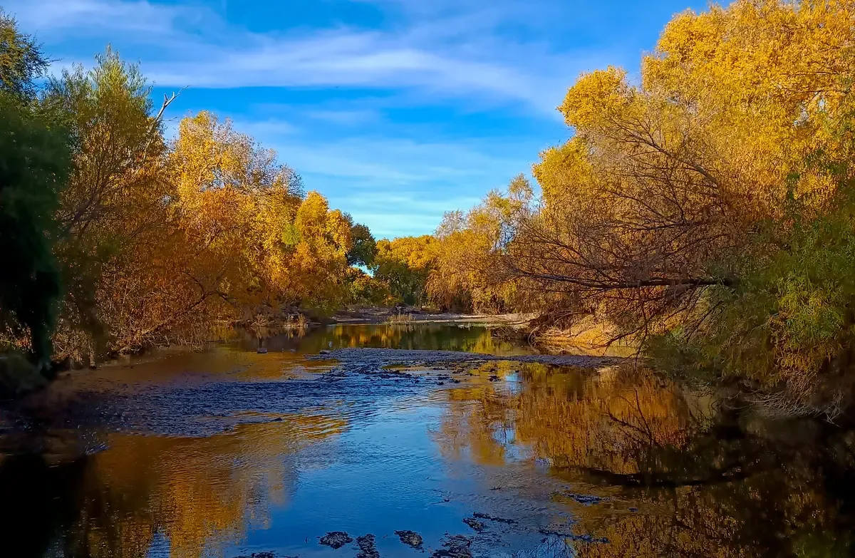 Este bosque ofrece un refugio natural que combina belleza, tranquilidad y actividades al aire libre en el corazón del desierto chihuahuense.