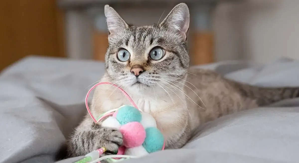 Este comportamiento felino refleja un instinto natural y un gesto de afecto hacia sus dueños.