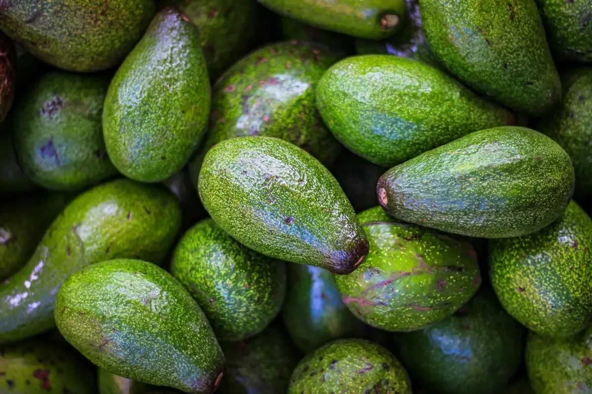 Este cultivo genera empleos y atracción de inversiones en el estado.